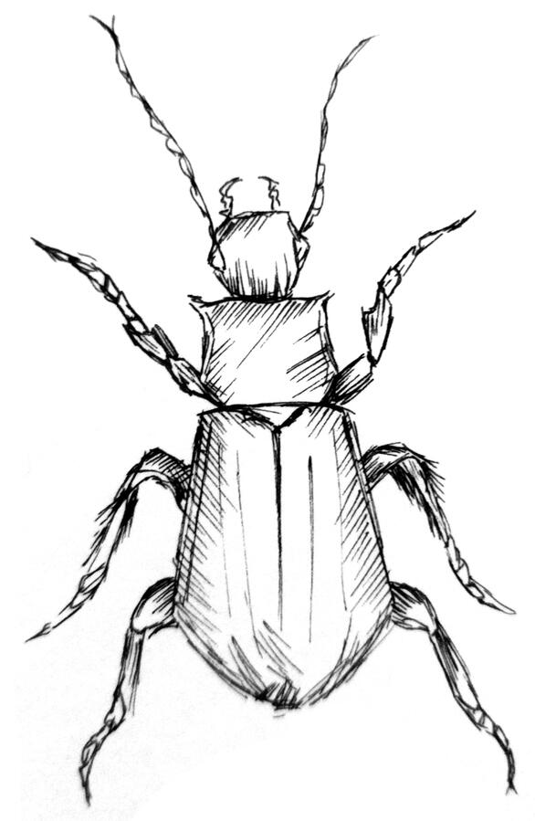 The Beetle
